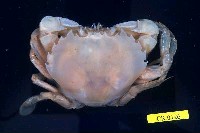 藏品(細點圓趾蟹)的圖片